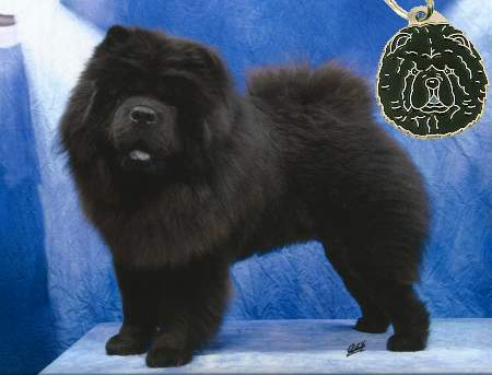 chowchow honiland_zippo.jpg